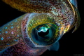   Eye juvenile squid surface during night dive Coron Bay  